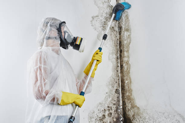 Best Fast Mold Removal  in Danville, KY