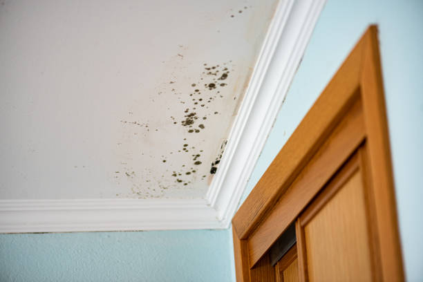 Best Office Mold Removal Services  in Danville, KY