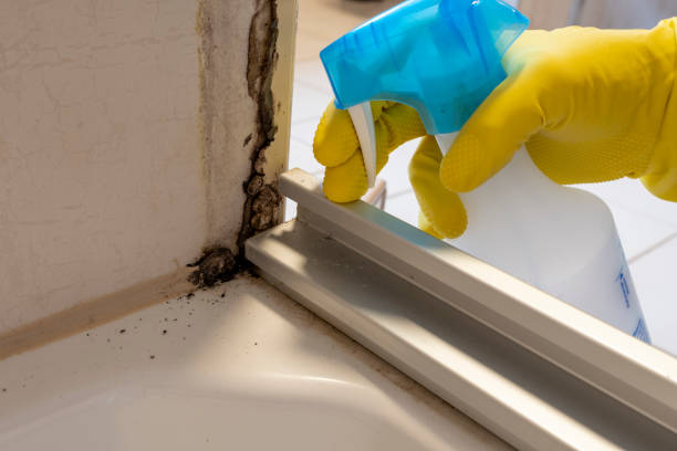 Best Certified Mold Removal  in Danville, KY