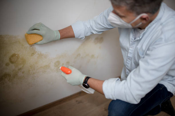 Best Mold Damage Repair  in Danville, KY
