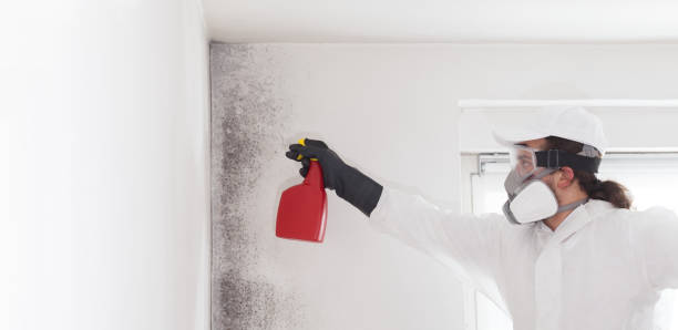 Best Mold Remediation  in Danville, KY