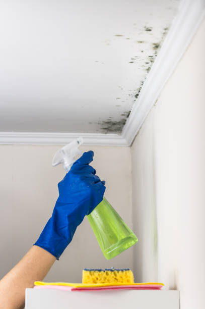 Reliable Danville, KY Mold Removal Solutions